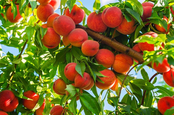 Low Chill Hours For Peach Production The Observer