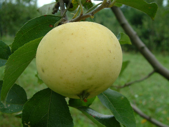 June Apples