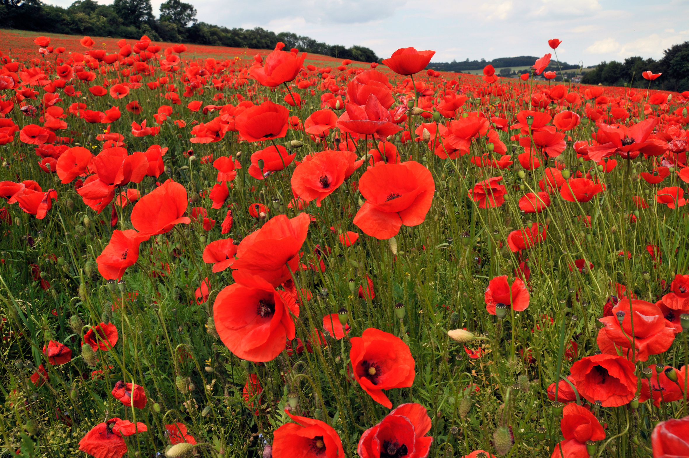 Is A Poppy A Flower