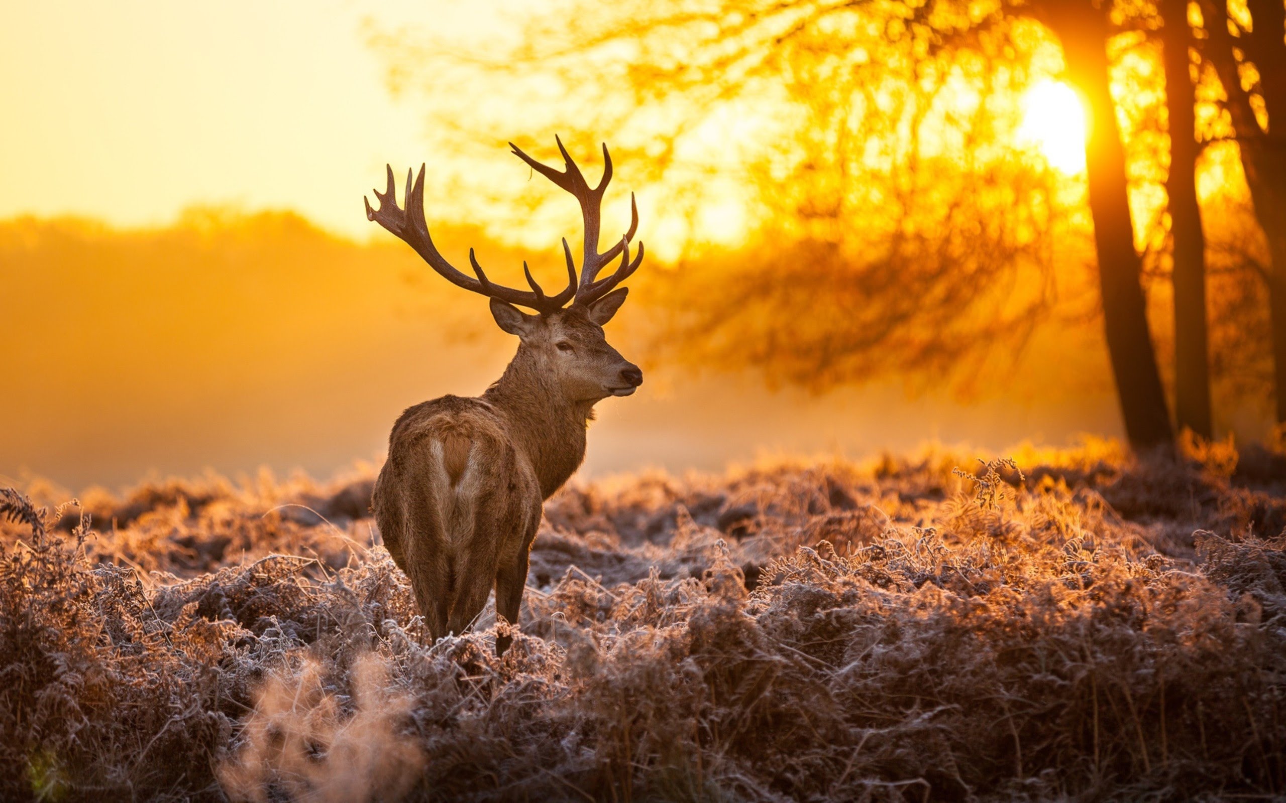 Deer-hunting season