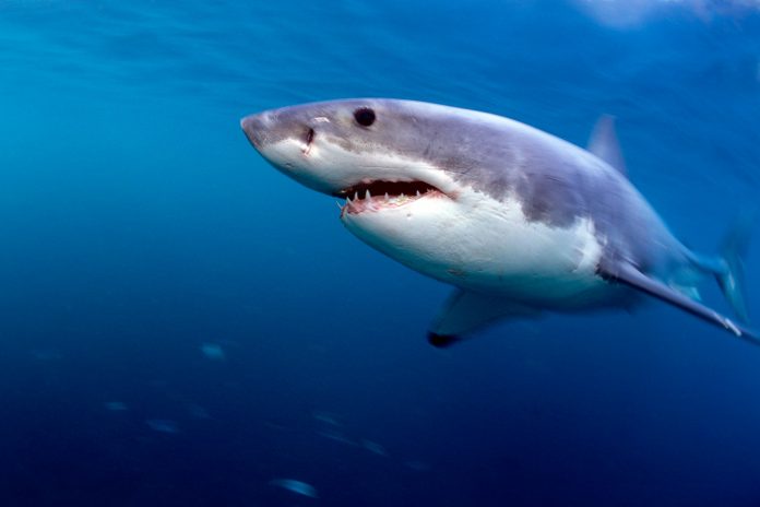 Great White Shark, Carcharodon carcharias, near water surface, off coast of Gansbaai