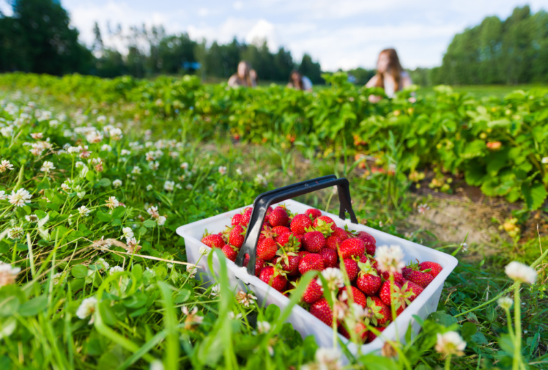 Alabama Extension System promoting state’s ongoing strawberry season