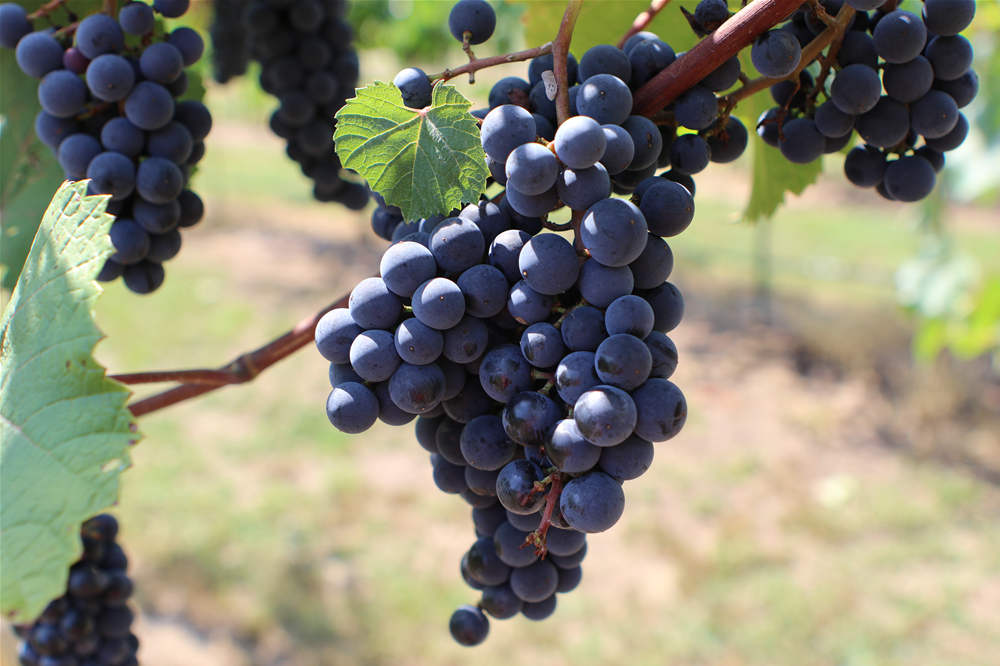 Third annual ‘Auburn-Opelika Wine Trail’ returns Oct. 25