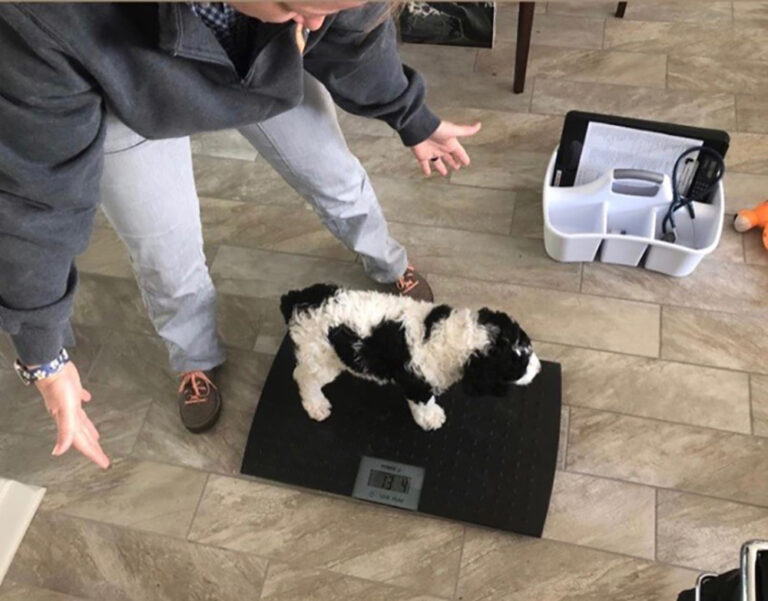 Castaway Animal Clinic: bringing help to your home | Opelika Observer Castaway Animal Clinic: bringing help to your home | Opelika Observer