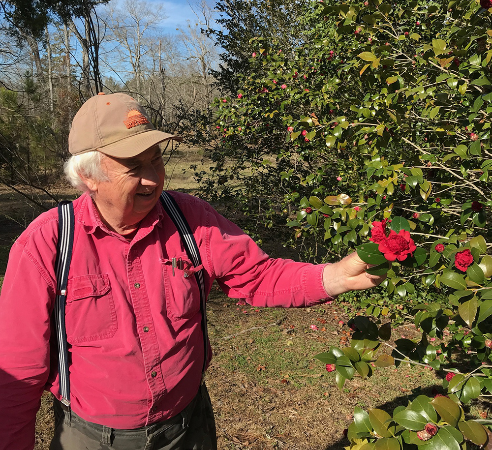 Fall Camellia Show Saturday at Pioneer Park