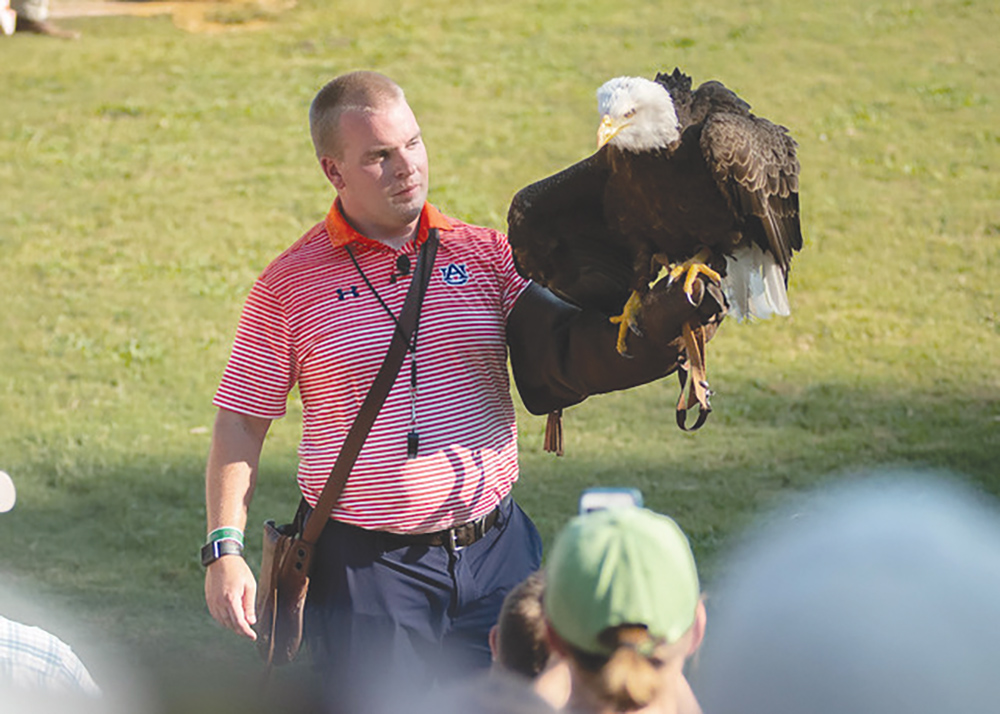 Auburn Raptor Center Presenting Football, Fans and Feathers Show on Fridays Before Home Football Games