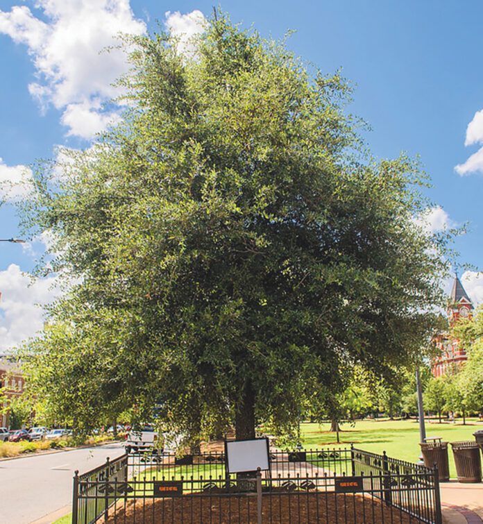 AUBURN OAKS