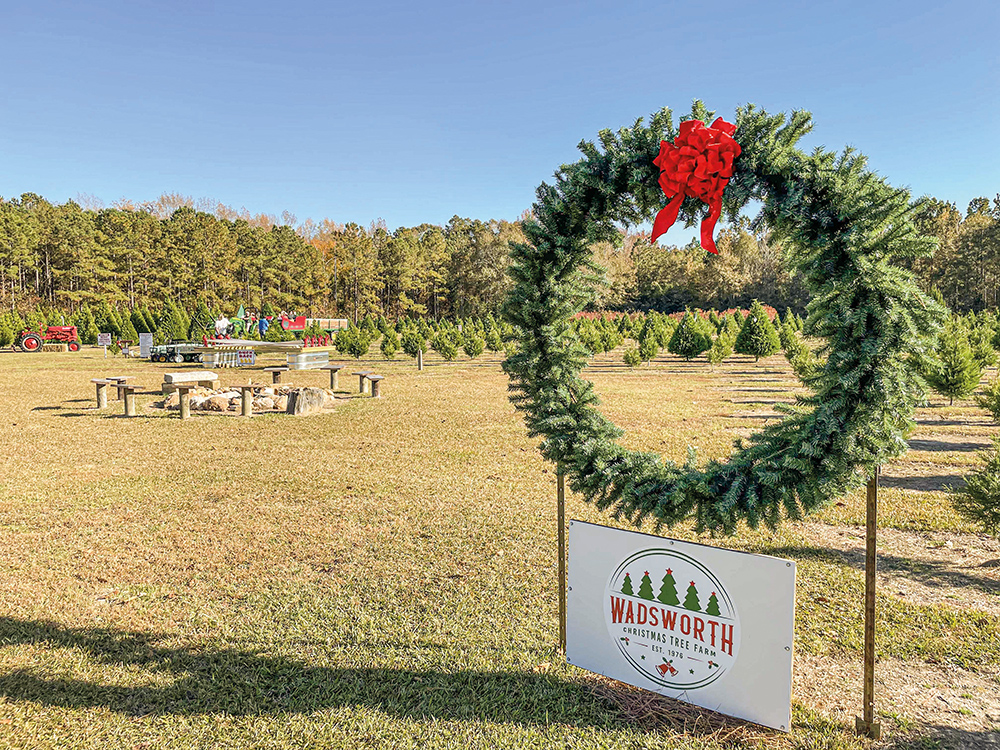 Alabama Christmas Tree Farms Offer Holiday Fun