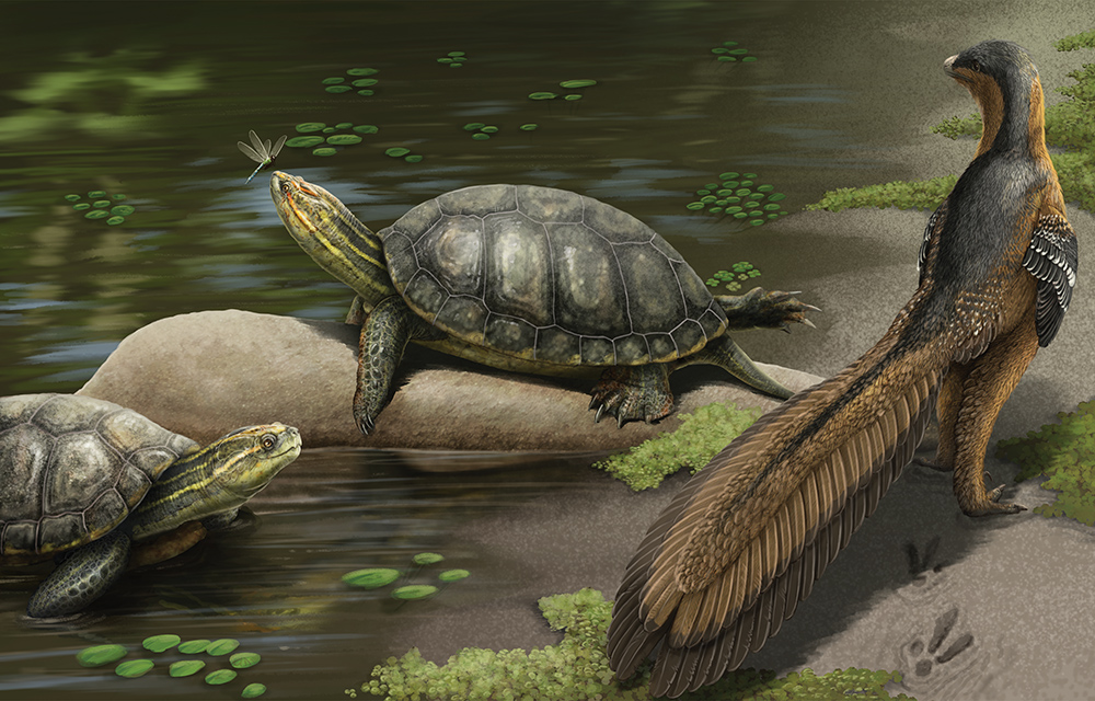 New Species of Giant Fossil Turtle  Discovered in Alabama