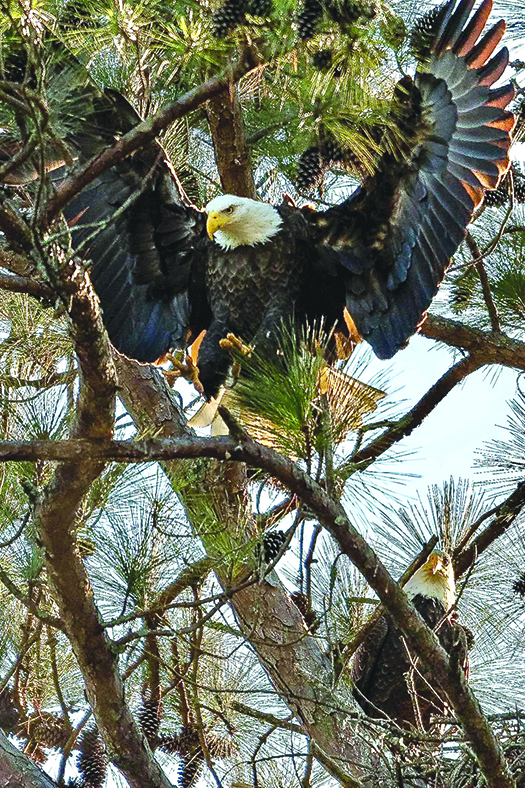Eagle Awareness Weekends Planned for 2023  at Lake Guntersville State Park