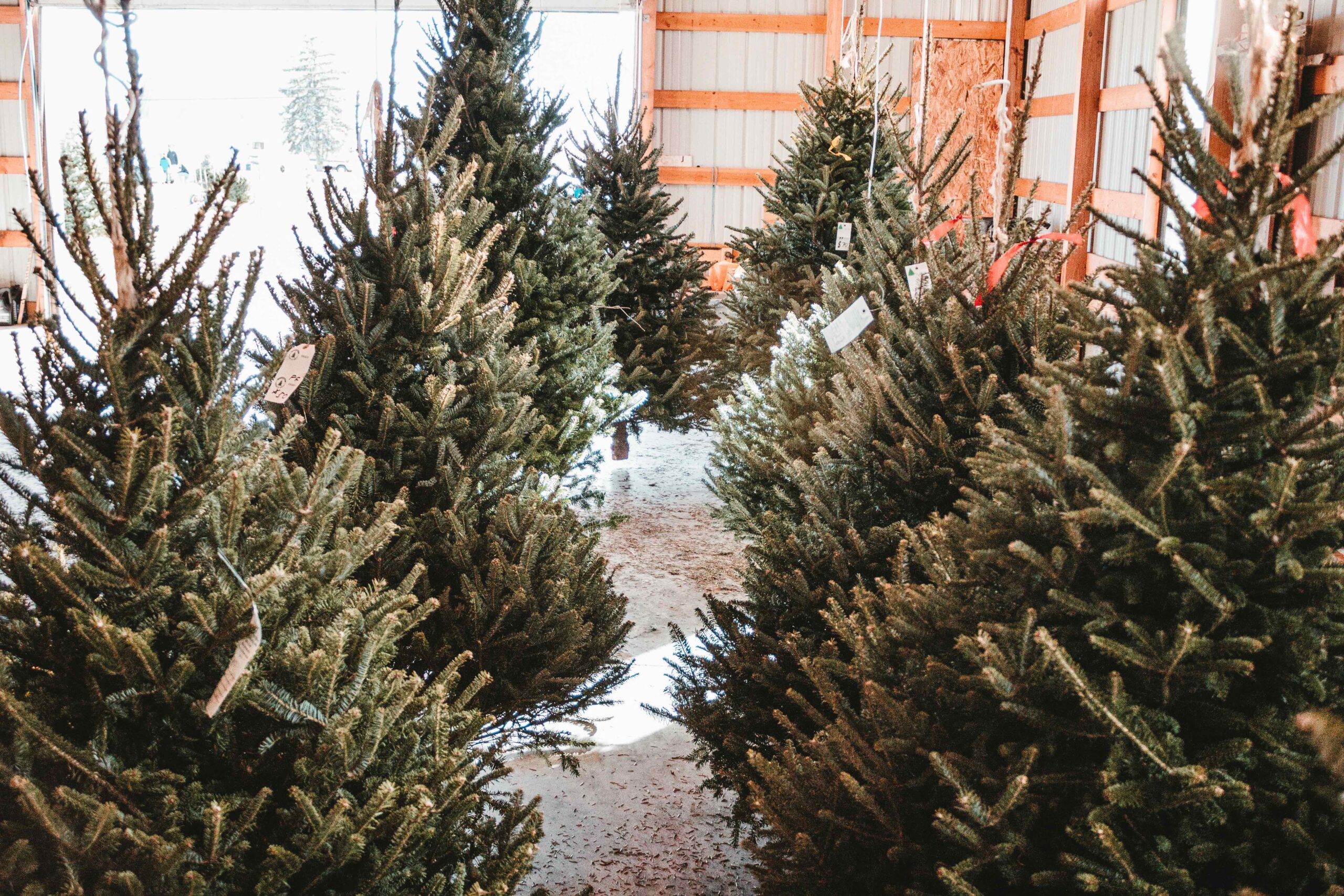 A Complete Guide to Christmas Trees in 2022