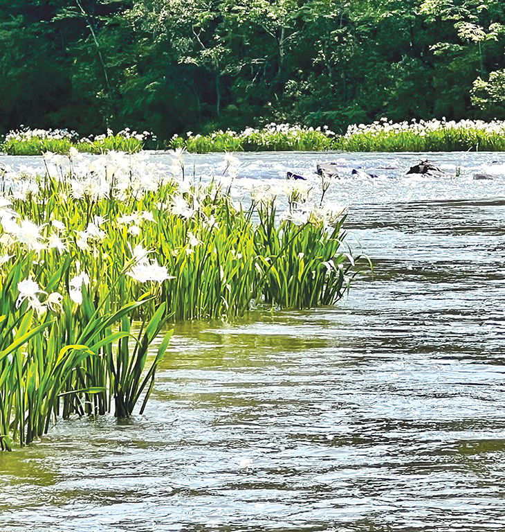 Cahaba Lilies: Transforming Alabama’s Waterways