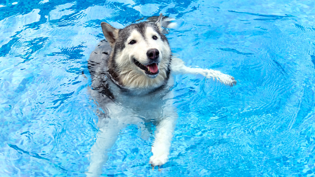 Dog Days of Summer Pool Pawty Set for Sept. 23