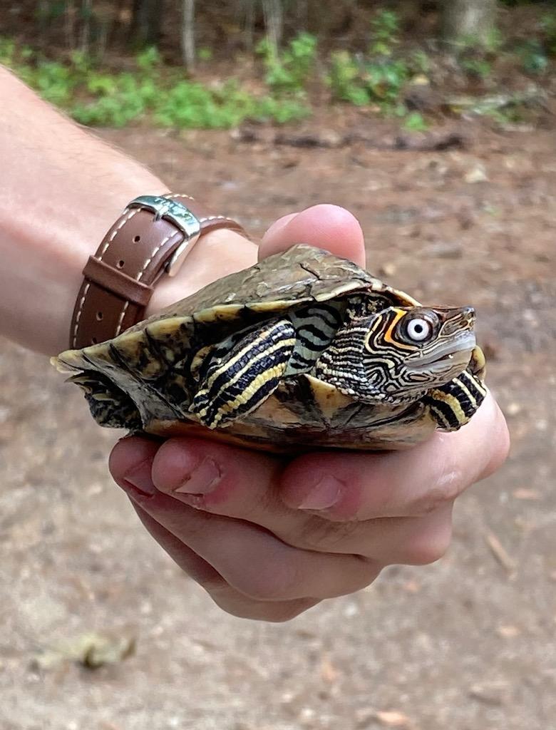 Learn About Amphibians and Reptiles at Kreher