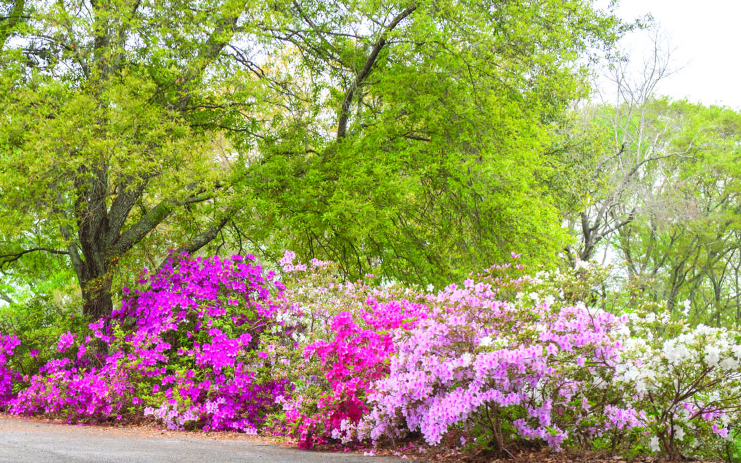 Springtime is showtime for azaleas in Alabama