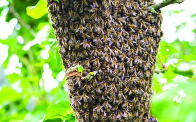 The buzz about bees: Stay alert during swarm season