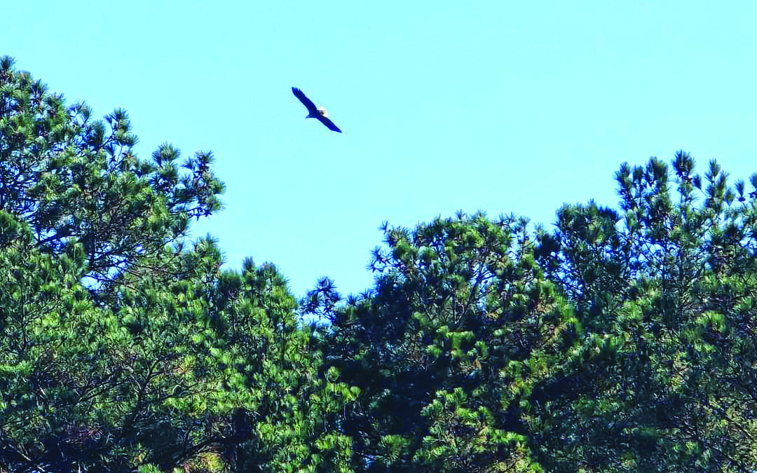 COMMUNITY OUTRAGED BY DESTRUCTION OF EAGLES’ NEST