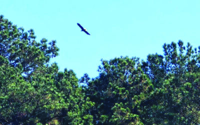 Statement from Hughston Homes on destruction of eagle’s nest