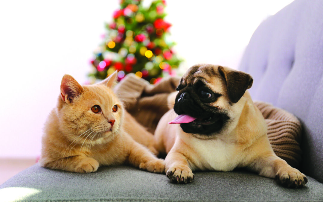 Holiday advice to keep pets healthy and happy