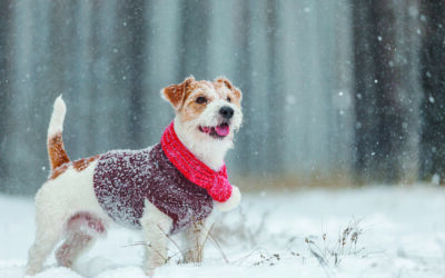 Cold weather tips for people, pets and homes