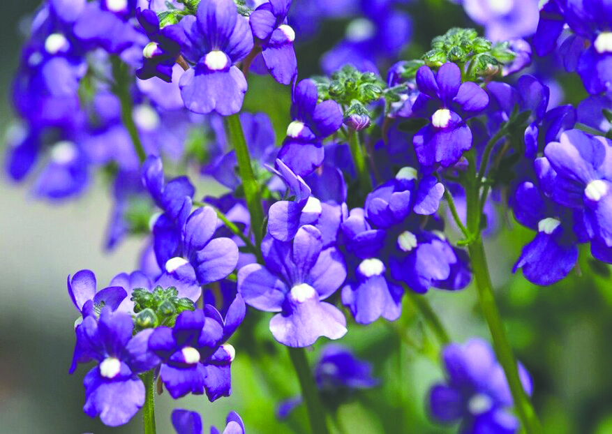 Garden Tour 2025 to include eight stops