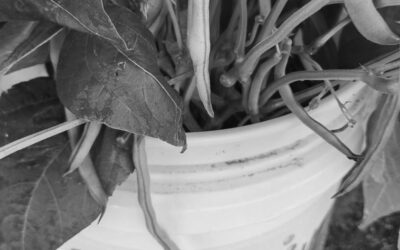 About Grow More, Give More