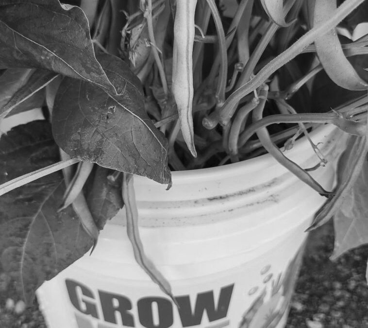 About Grow More, Give More