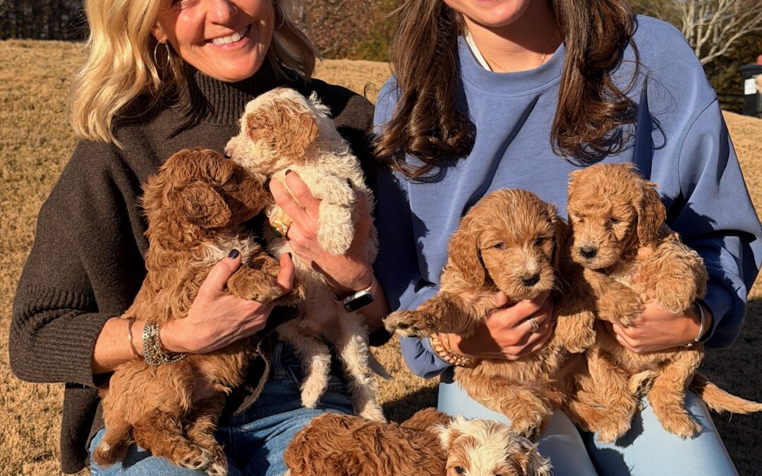 HappyPaw Doodles welcomes new puppies, seeks two guardian homes this holiday season