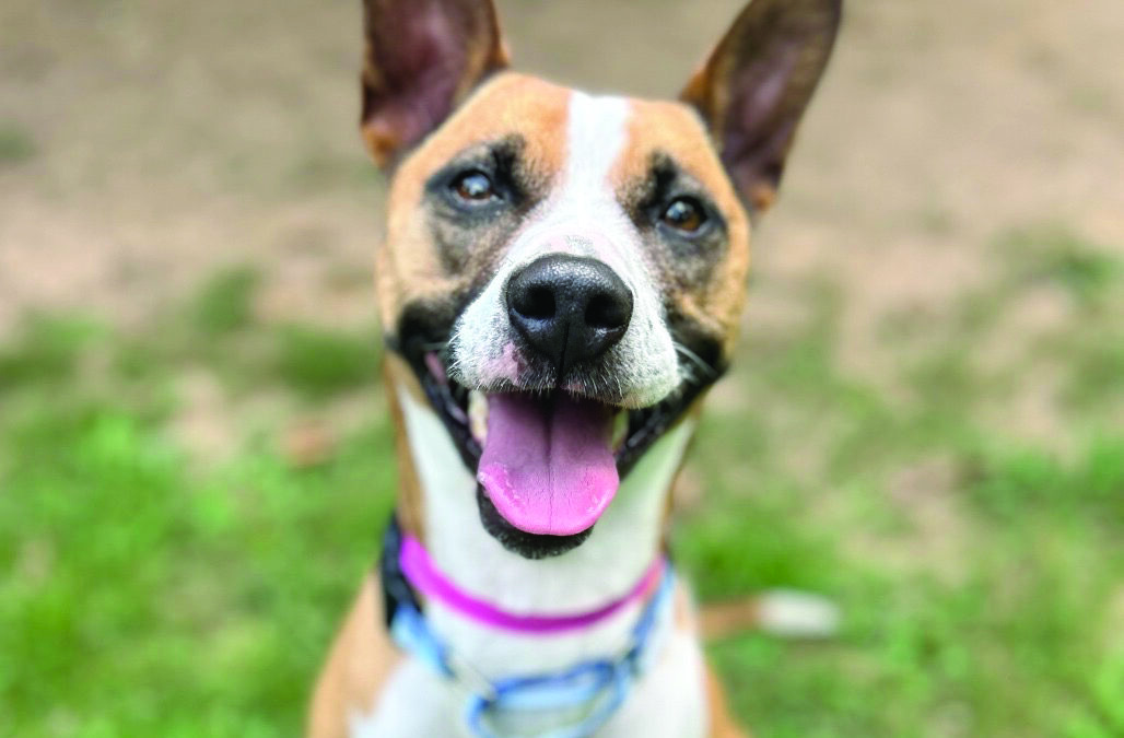 CARE Humane Society in need of holiday fosters