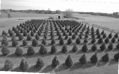 Troop tidings we bring, Auburn-grown trees donated to military