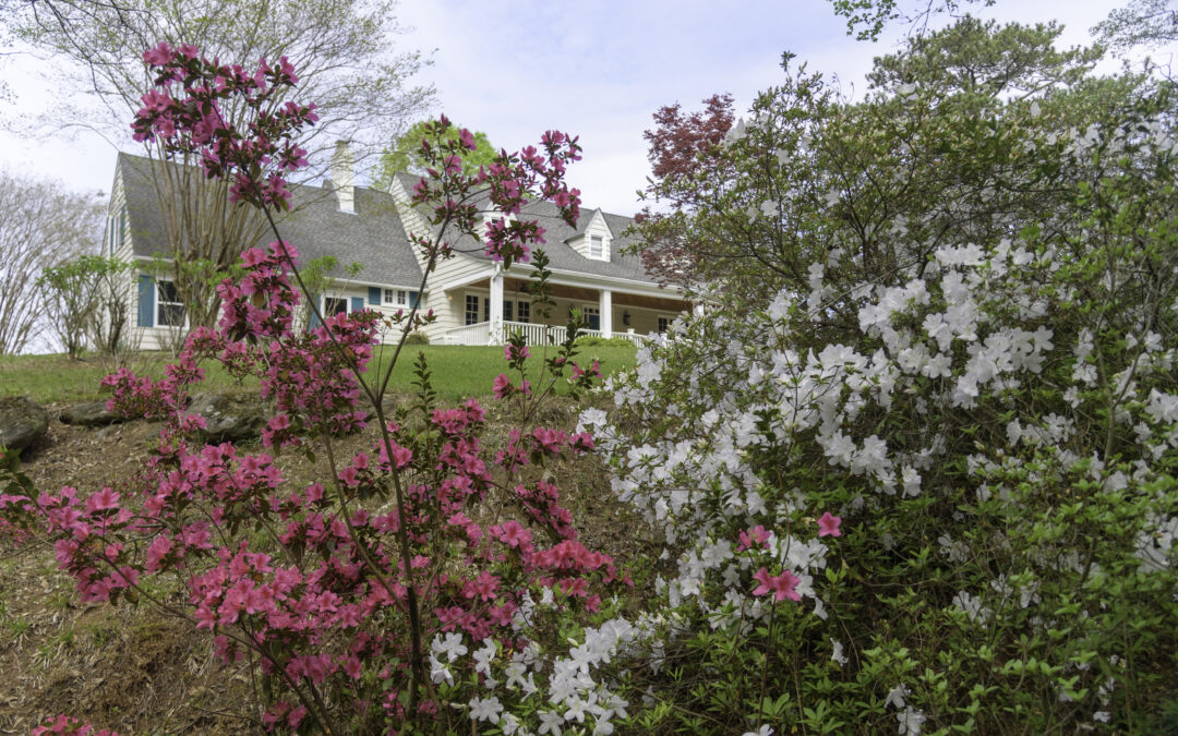 Auburn Floral Trail, Opelika Azalea Trail in full bloom