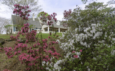 Auburn Floral Trail, Opelika Azalea Trail in full bloom