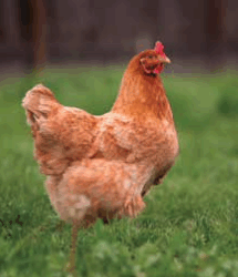 Alabama Extension to host ‘Cooptastic’ backyard chicken workshop