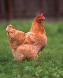 Alabama Extension to host ‘Cooptastic’ backyard chicken workshop