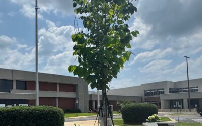 Lee County Commission to Dedicate Liberty Tree as Part of Alabama’s America 250 Commemoration