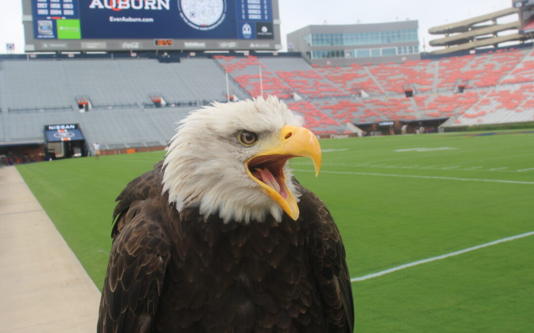 Auburn’s War Eagle flight takes center stage ahead of game day